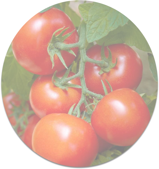 A picture of Tomato